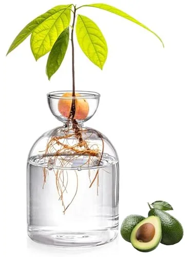 Jarrón de arranque de semillas de aguacate, kit de cultivo de árbol de aguacate de vidrio 13.7x8.5cm, jarrón de macetas de plantas pequeñas para el enraizamiento del agua y la decoración interior